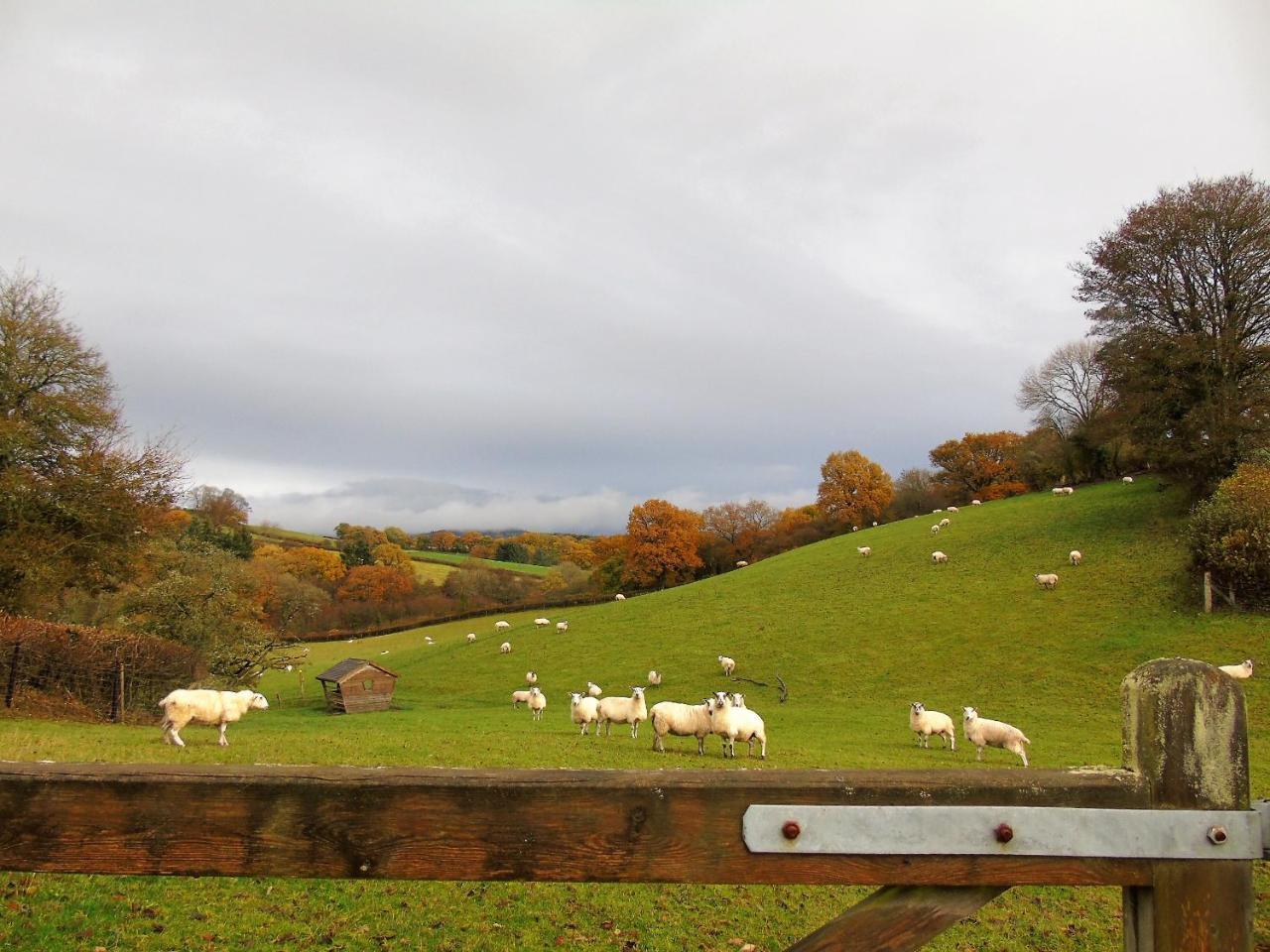 Pwllgwilym B & B Builth Wells Esterno foto